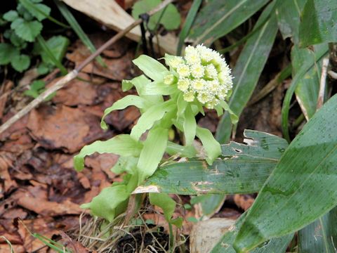 Petasites japonicus