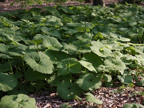 Petasites japonicus