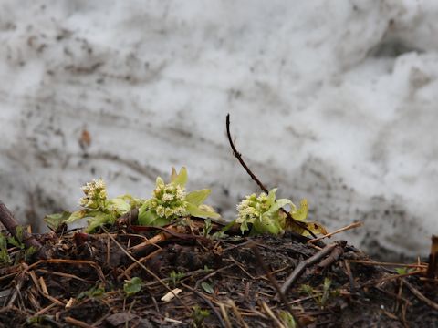 Petasites japonicus