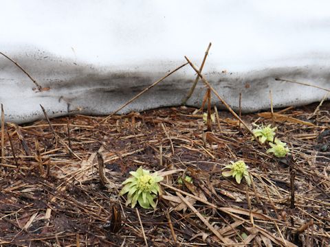 Petasites japonicus