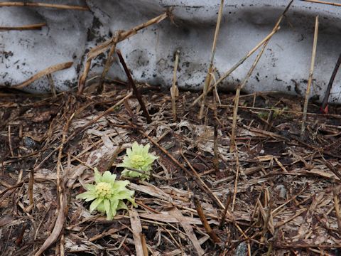 Petasites japonicus