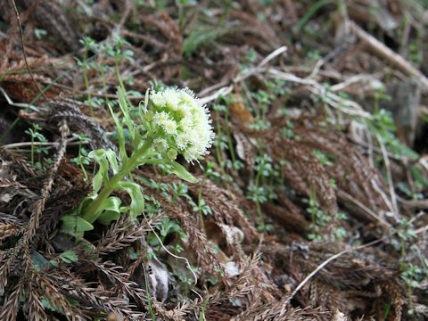 Petasites japonicus