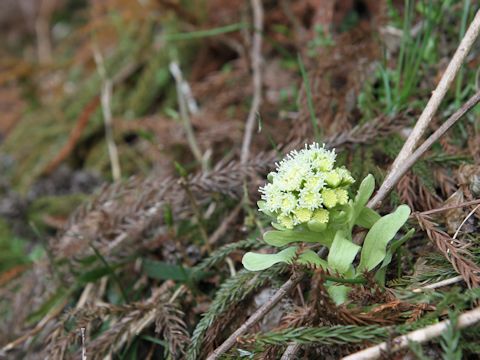 Petasites japonicus