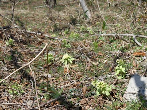 Petasites japonicus