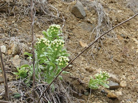 Petasites japonicus