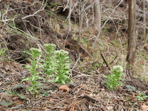 Petasites japonicus