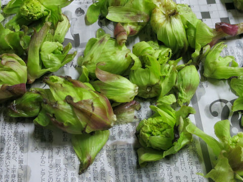 Petasites japonicus