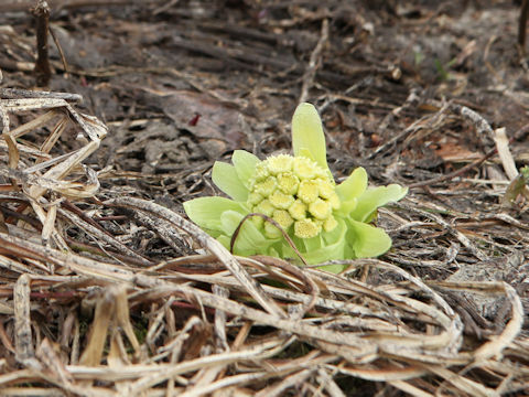 Petasites japonicus