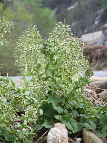 Petasites japonicus