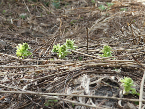 Petasites japonicus