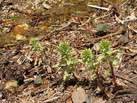 Petasites japonicus