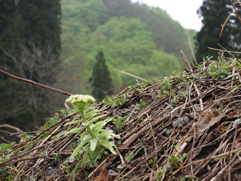 Petasites japonicus