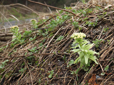 Petasites japonicus