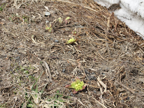 Petasites japonicus