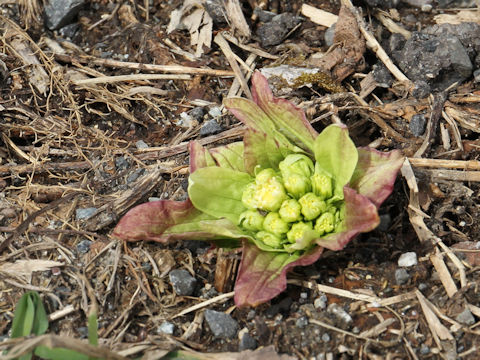 Petasites japonicus