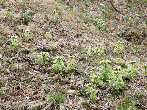 Petasites japonicus