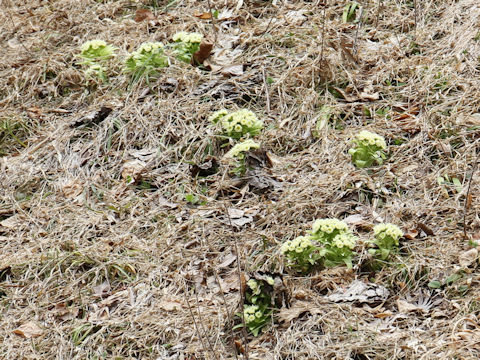 Petasites japonicus