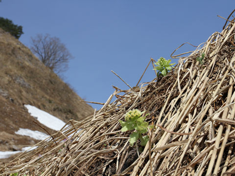 Petasites japonicus