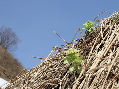 Petasites japonicus