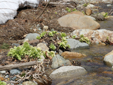 Petasites japonicus