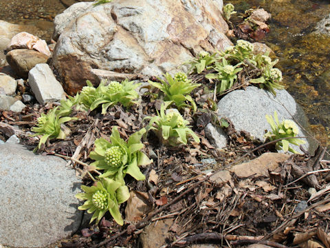 Petasites japonicus