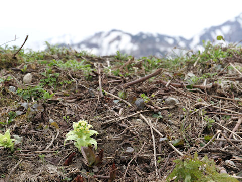 Petasites japonicus