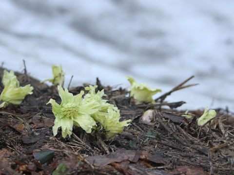 Petasites japonicus