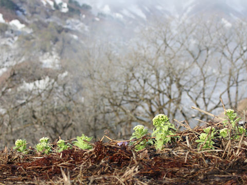 Petasites japonicus