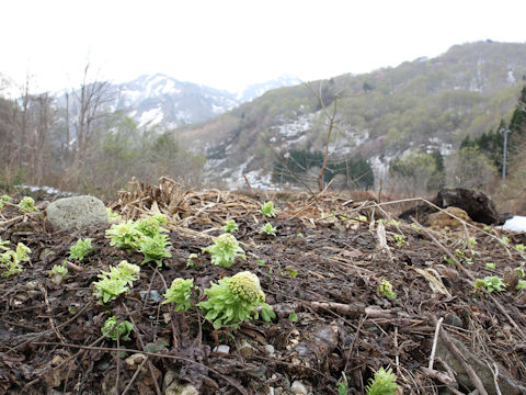 Petasites japonicus