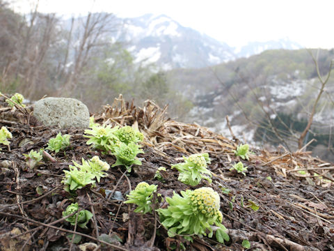 Petasites japonicus