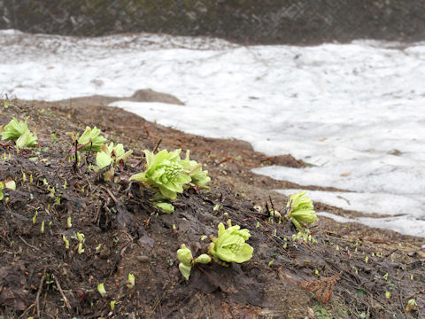 Petasites japonicus