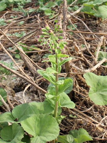 Petasites japonicus