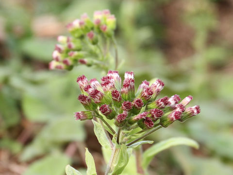 Petasites japonicus