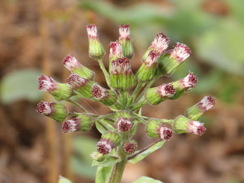 Petasites japonicus