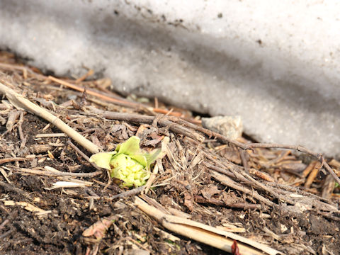 Petasites japonicus