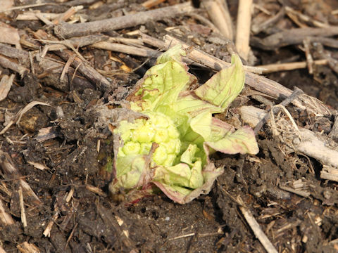 Petasites japonicus