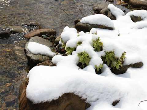 Petasites japonicus