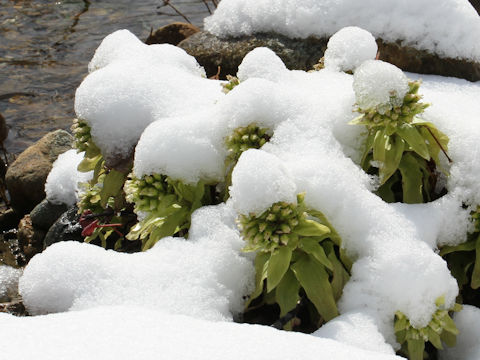 Petasites japonicus