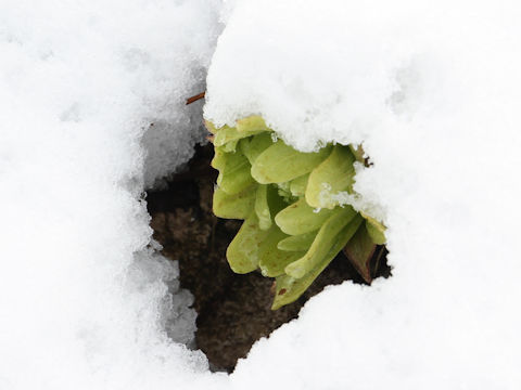 Petasites japonicus