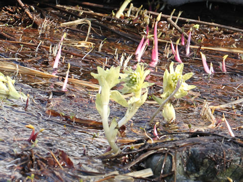 Petasites japonicus