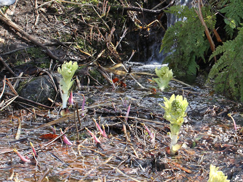 Petasites japonicus