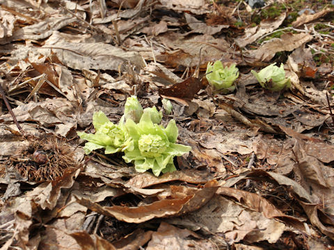 Petasites japonicus