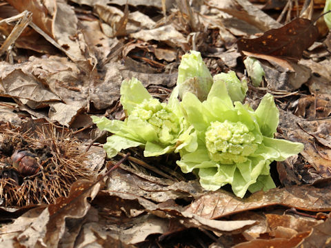 Petasites japonicus