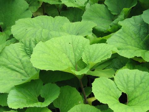 Petasites japonicus