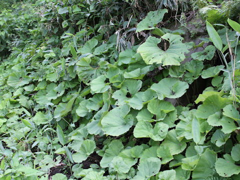 Petasites japonicus