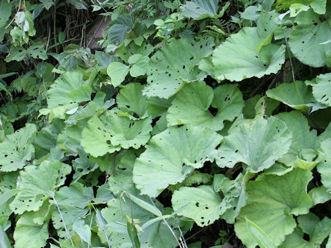 Petasites japonicus