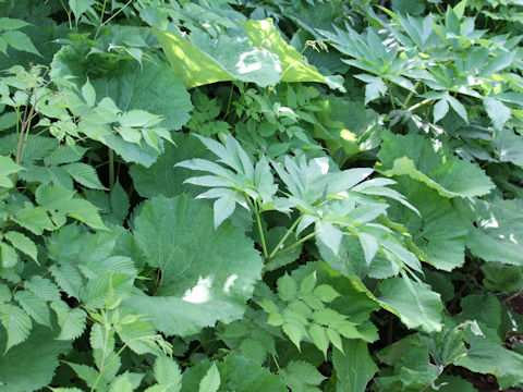 Petasites japonicus