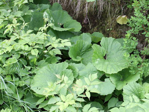 Petasites japonicus