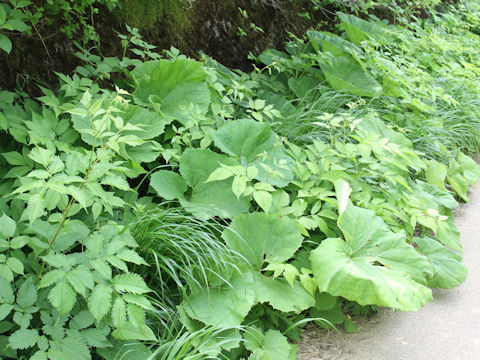 Petasites japonicus