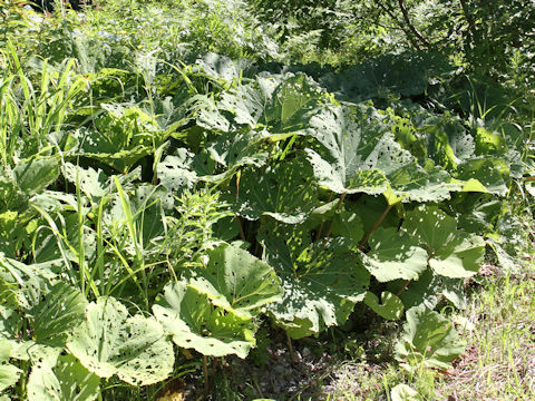 Petasites japonicus